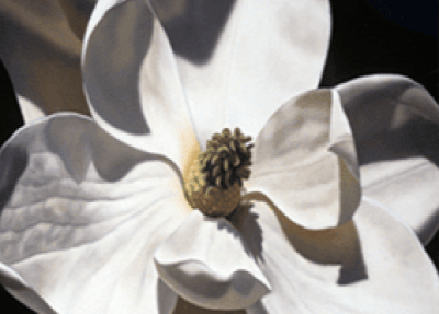 Magnolia Oil Painting