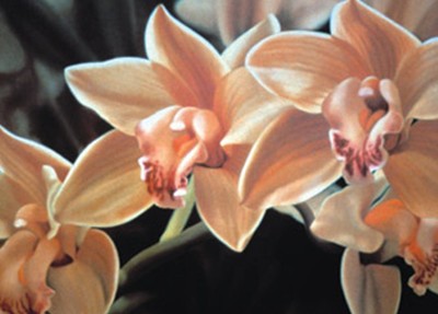 Beige Cymbidium