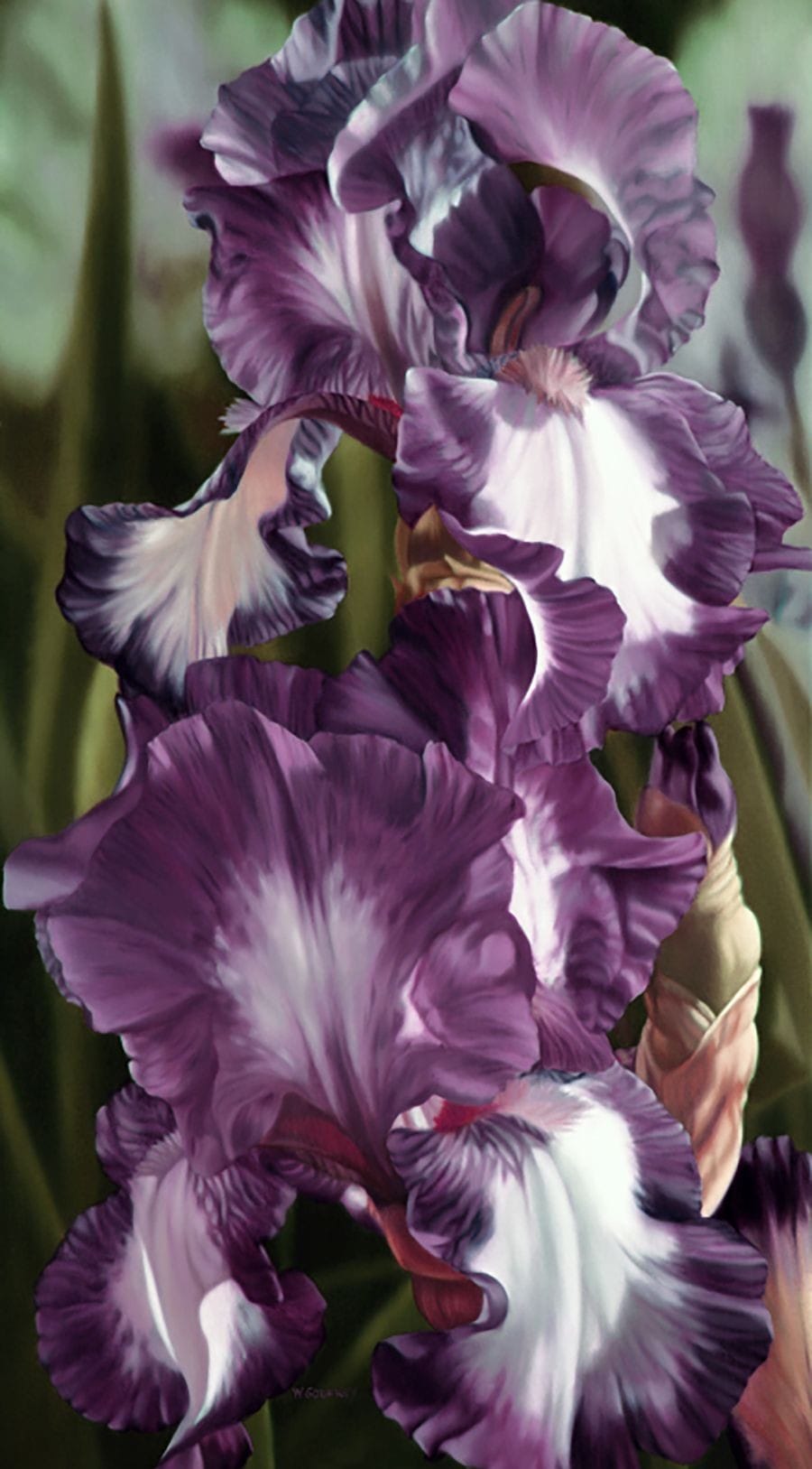 Iris