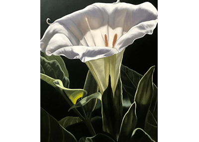 Jimson Weed
