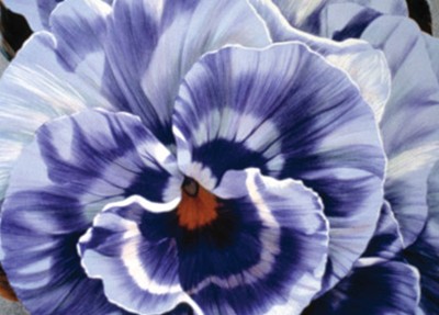 Pansy Lithograph