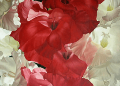 Red and White Gladioli Oil Painting