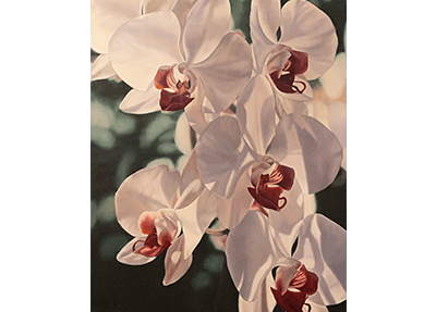 Moth Orchids Oil Painting