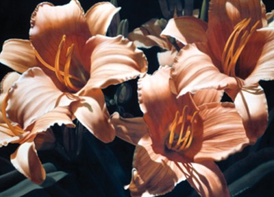 Daylilies