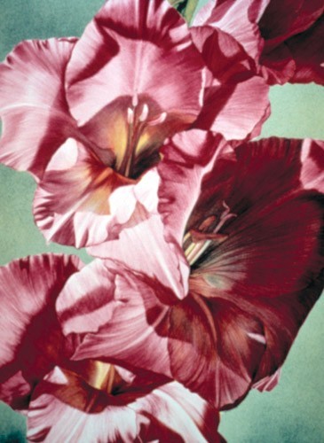 Gladiolus Lithograph