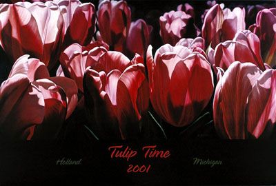 Peach Tulips Poster