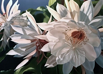 Night Blooming Cereus Oil Painting