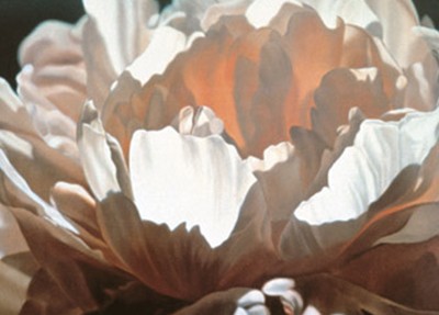 Peach Peony