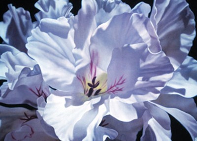White Geranium
