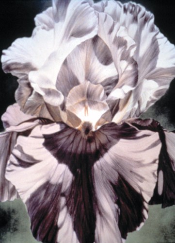 Iris Lithograph