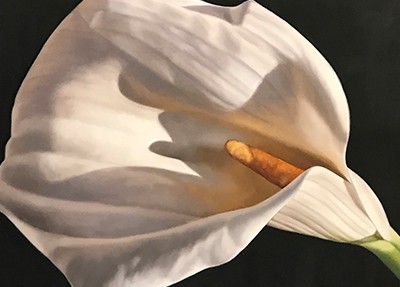 Calla Lily Oil Painting