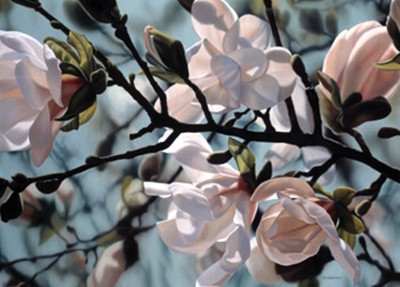 Flowering Magnolia
