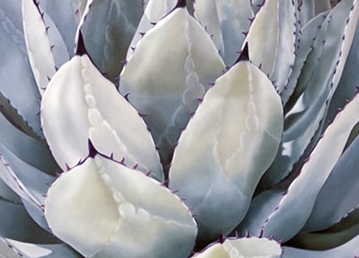 Agave Oil Painting