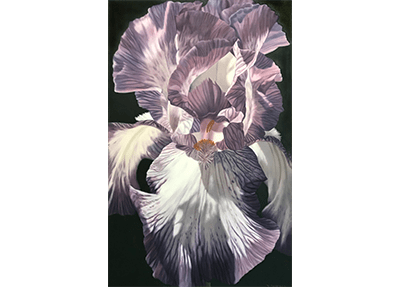 Purple Iris Oil Painting